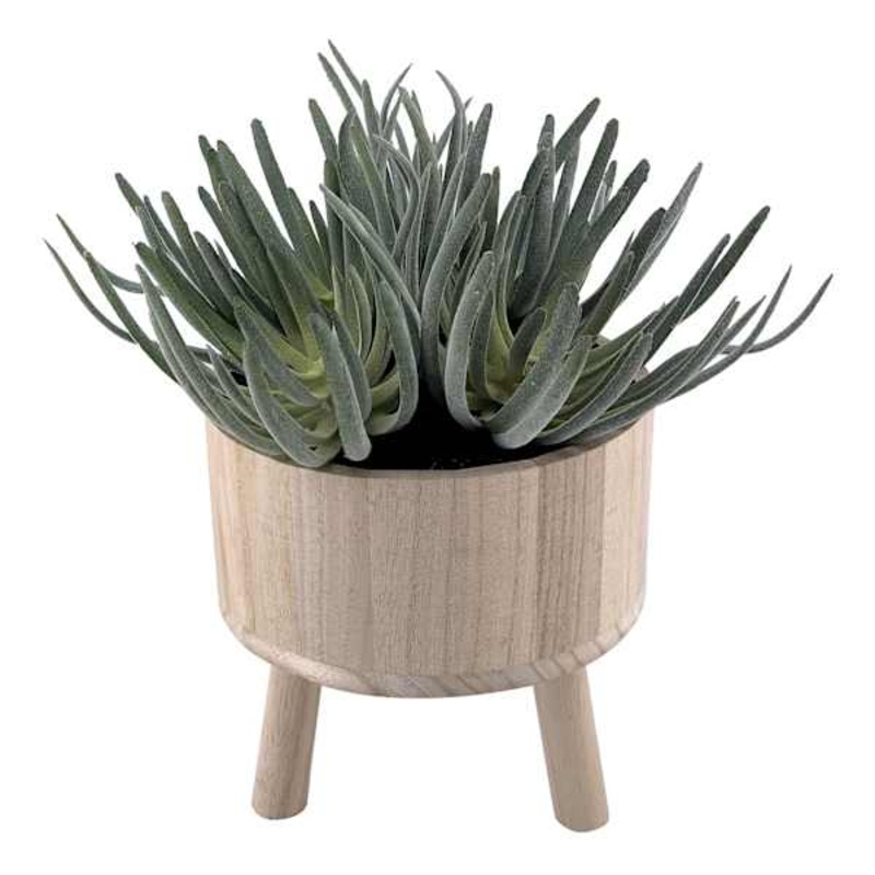 Succulents in Footed Pot, 10.6″