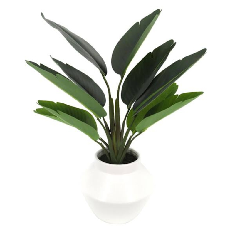 Tracey Boyd Bird of Paradise in White Pot, 18″