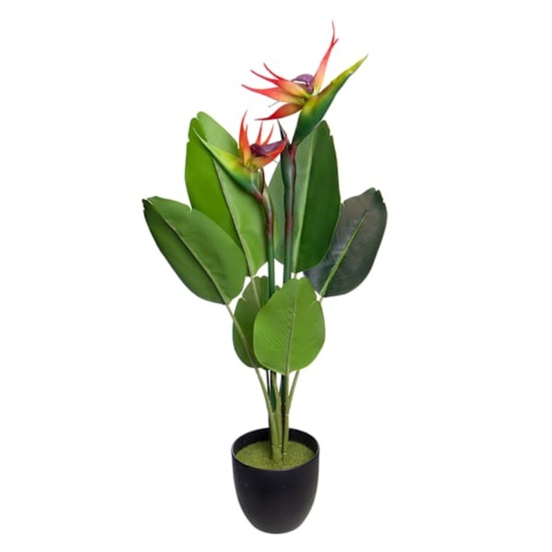 Bird of Paradise in Plastic Pot, 29″