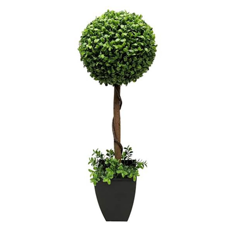 Boxwood Plant with Square Black Planter, 28″