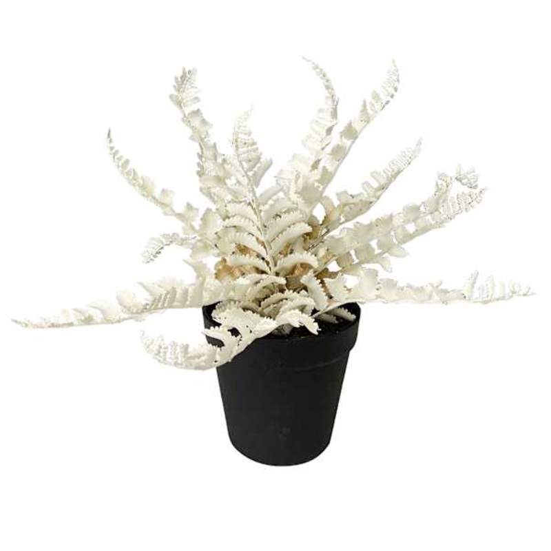 Crosby St. White Fern in Black Pot, 13″