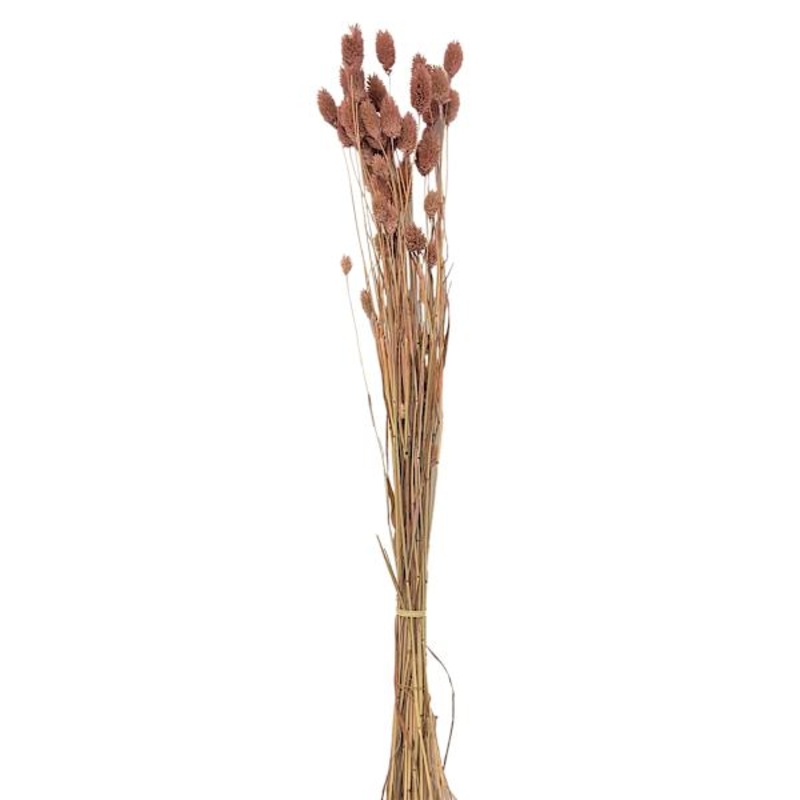 Dried Blush Pink Phalaris Stem Bundle, 28″