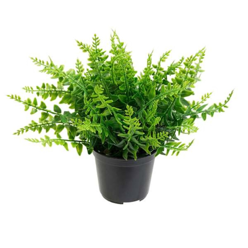 Fern Plant with Black Planter, 8″
