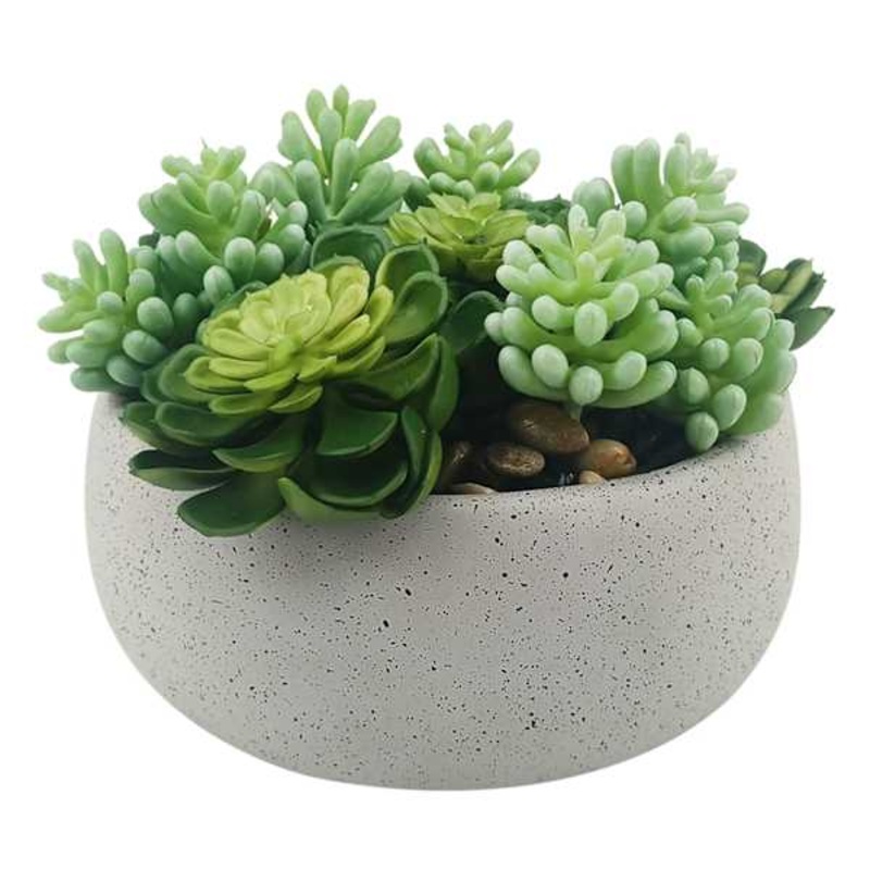Mixed Succulents in Cement Vessel, 6″