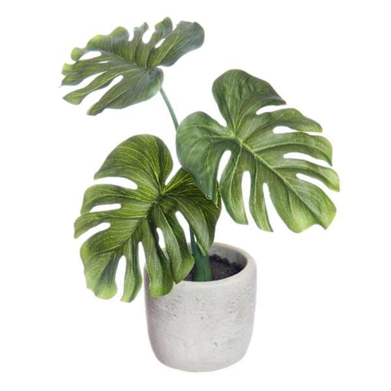Philodendron Plant with White Cement Planter, 9″