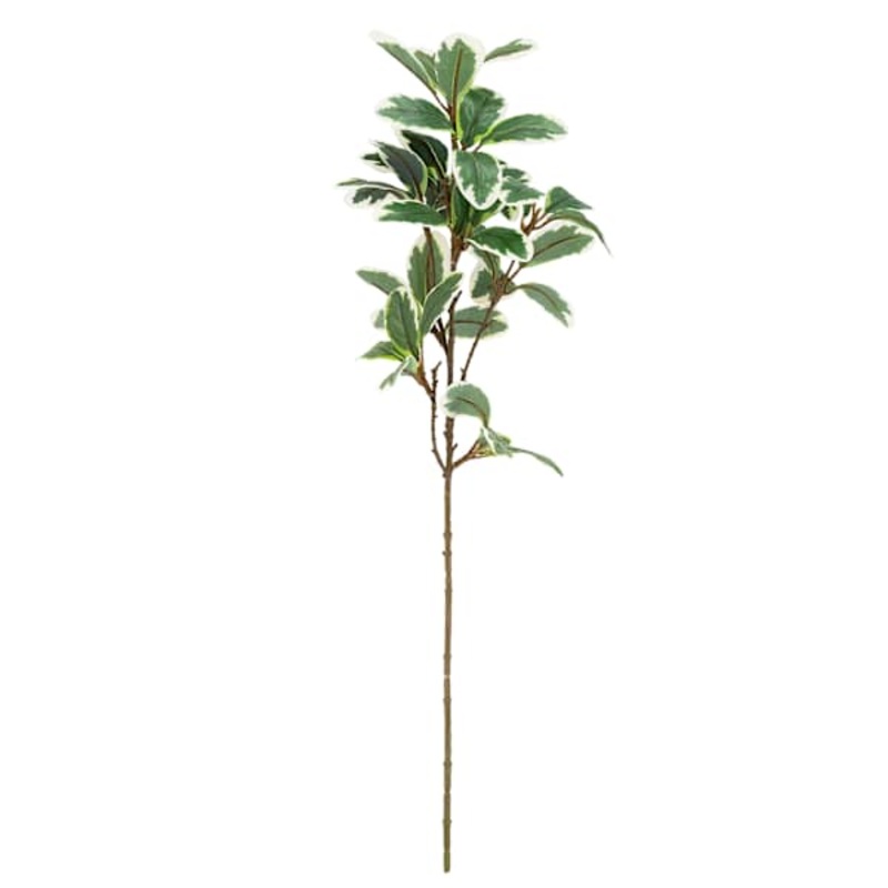Pittosporum Stem, 24″