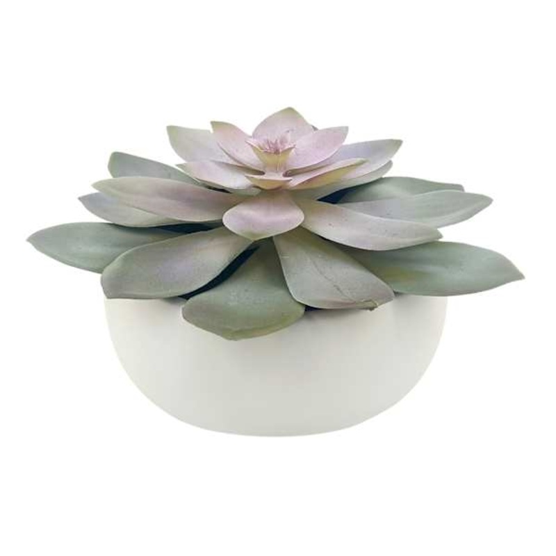 Purple Succulent in Cement Vessel, 6″