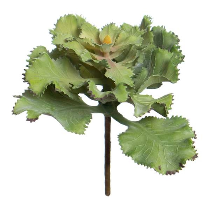 Ruffled Echeveria Pick, 5″