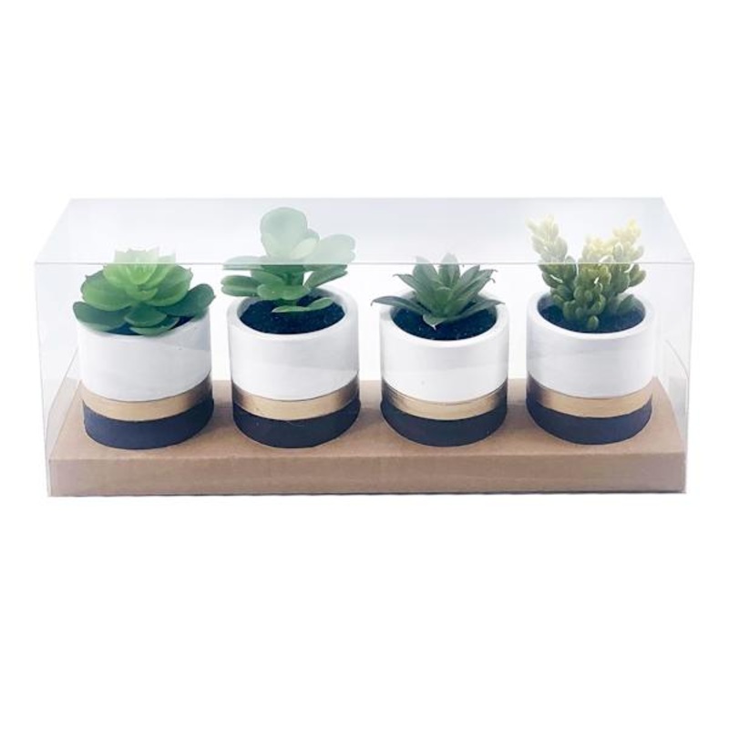 Set of 4 Succulents