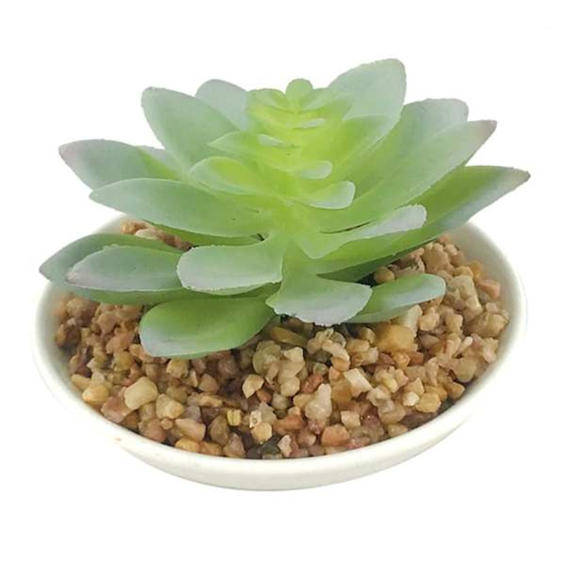 Succulent in White Planter, 3.7″