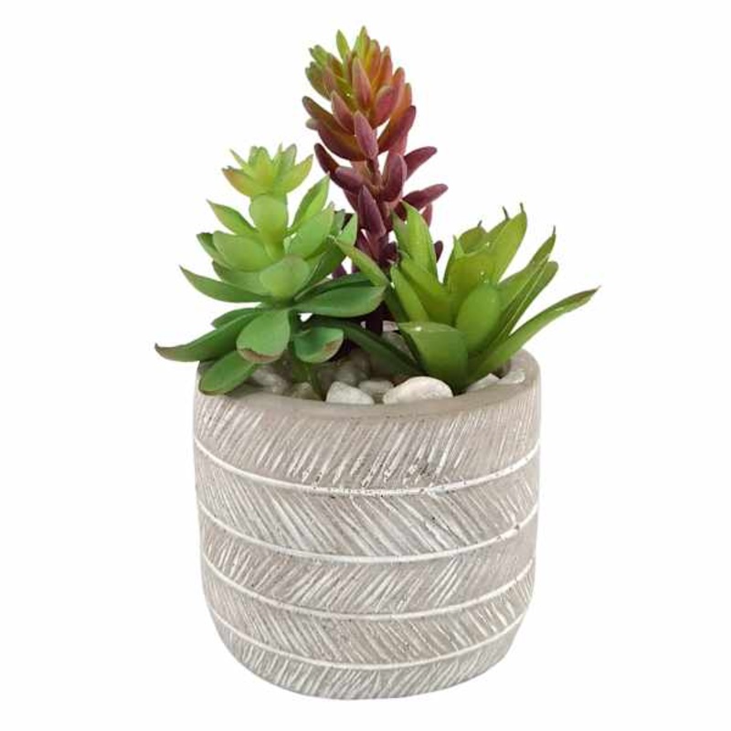Succulents in Grey Cement Pot, 5.5″