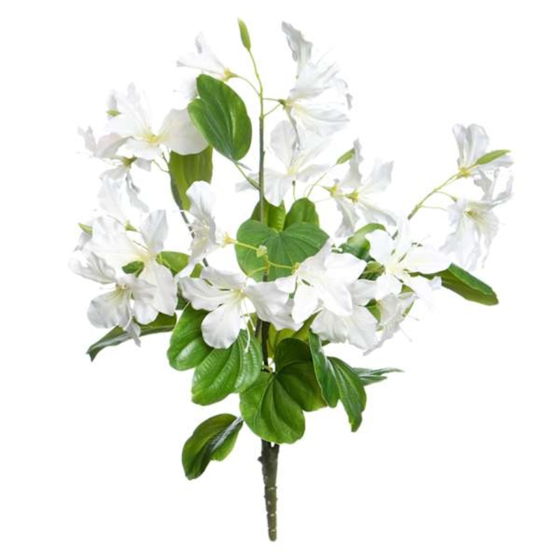 White Bauhinia Bush, 21″