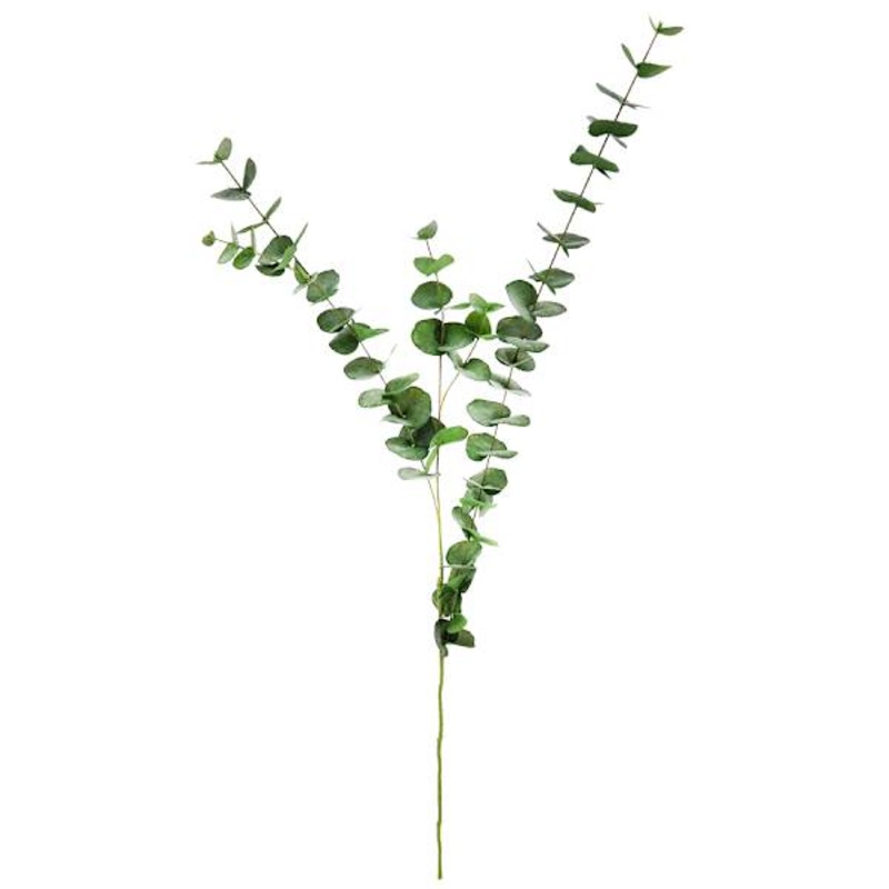 50In Eucalpytus Branch