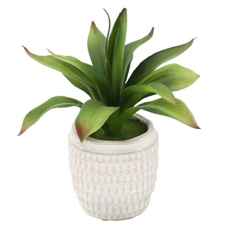 Agave in Ceramic Pot, 9.5″