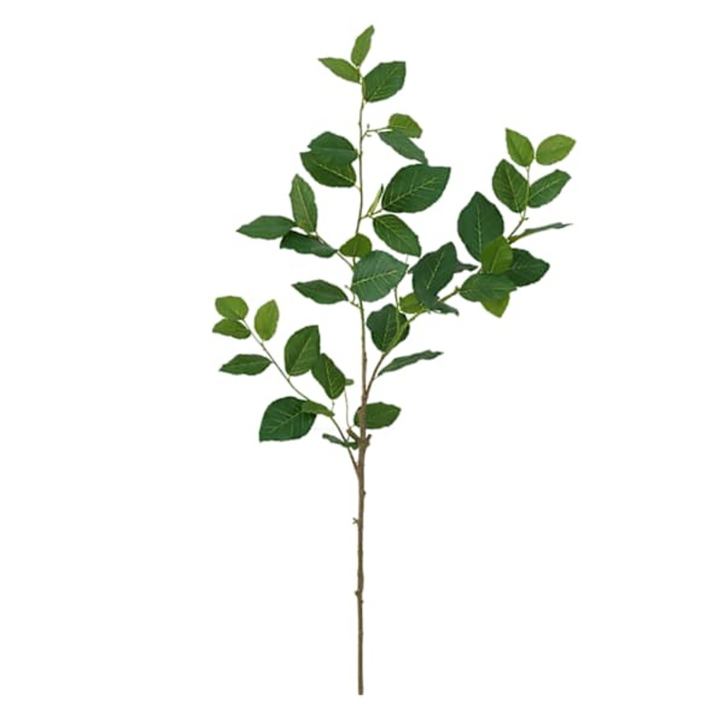 Aglaia Odorata Leaves Stem, 35″
