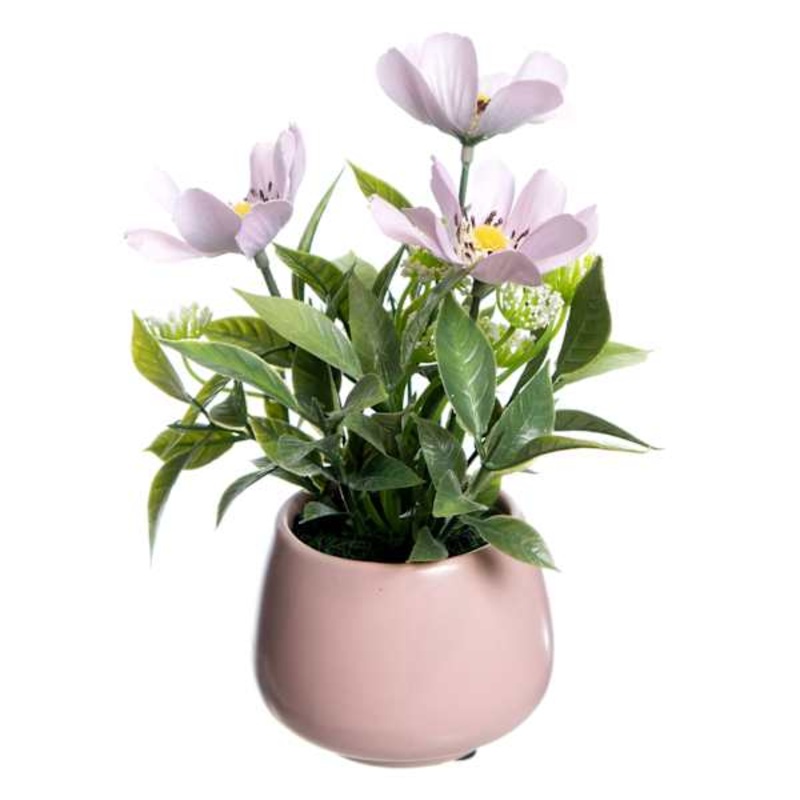 Cosmos in Pink Ceramic Pot, 8″