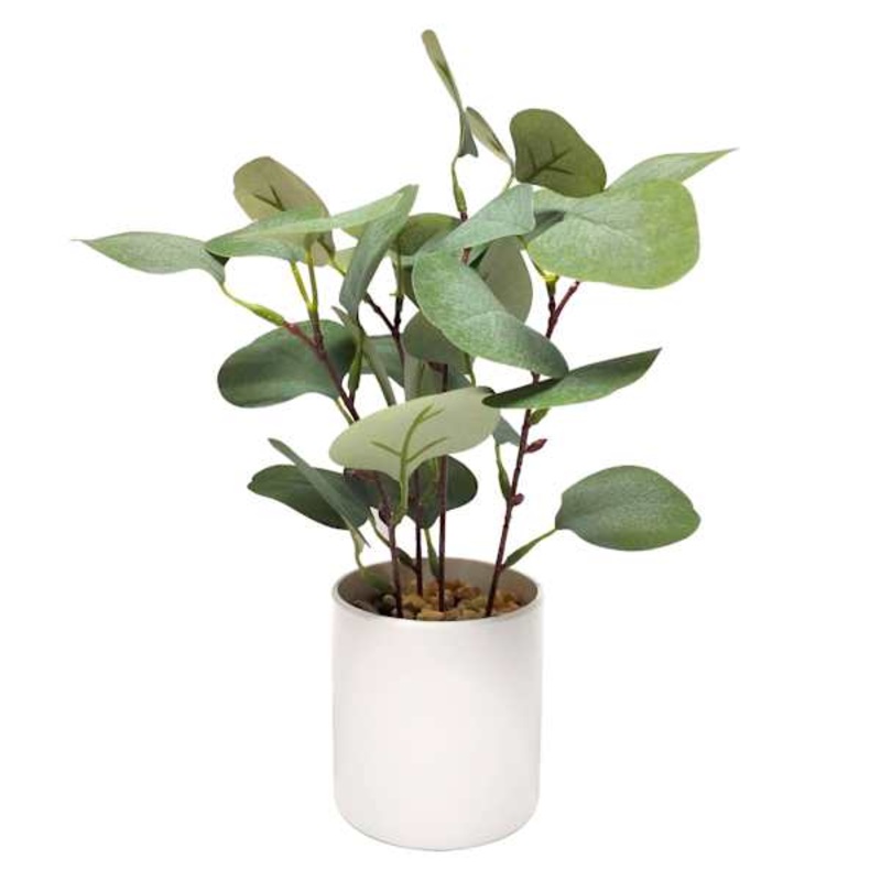 Eucalyptus Plant with White Planter, 10″