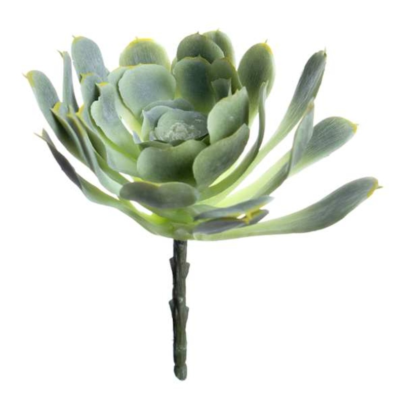 Green Echeveria Stem, 7″