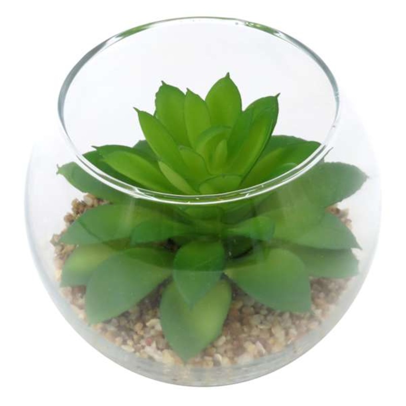 Green Echeveria Succulent in Glass Vase, 3.5″