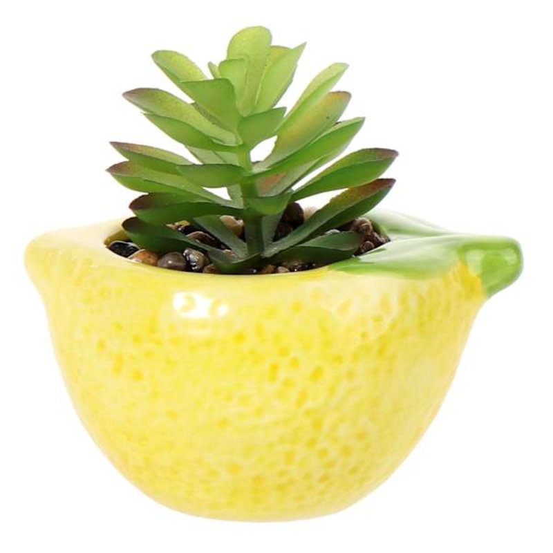 Mini Succulent in Lemon Vase