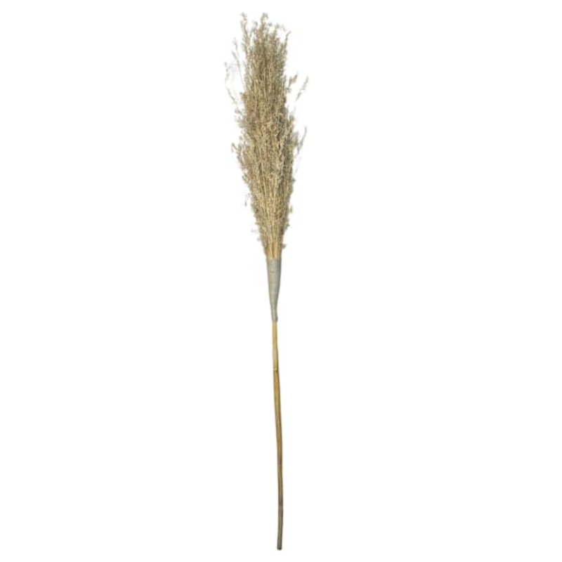 Natural Pampas Grass Stem, 70″