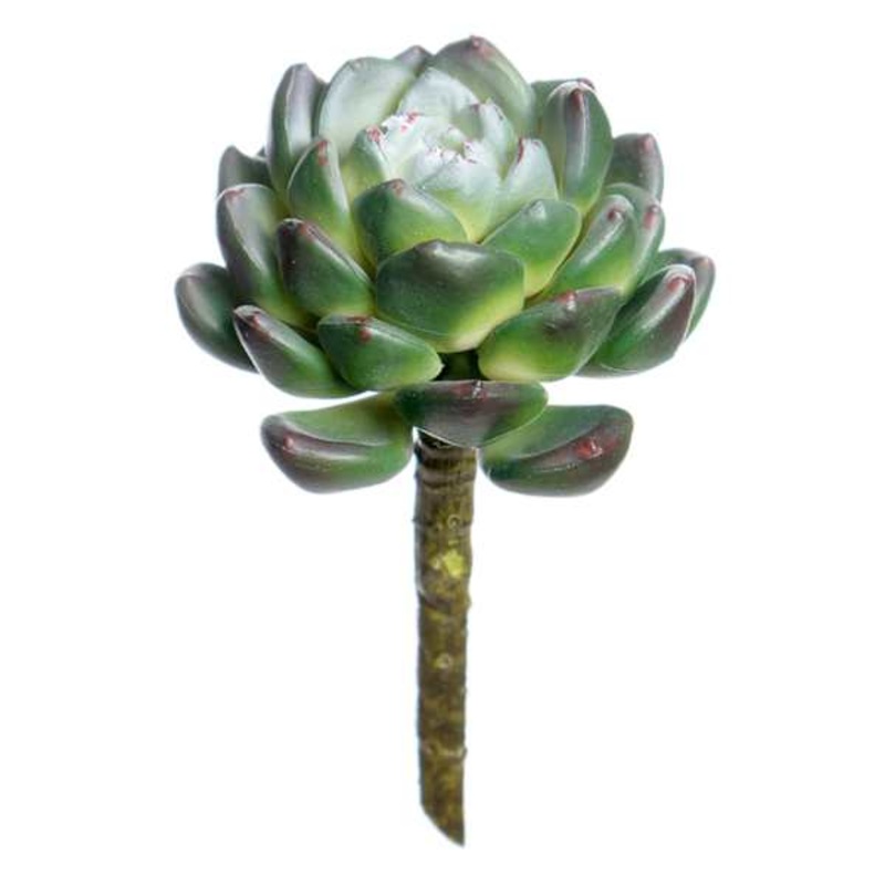 Rose Echeveria Pick, 5″