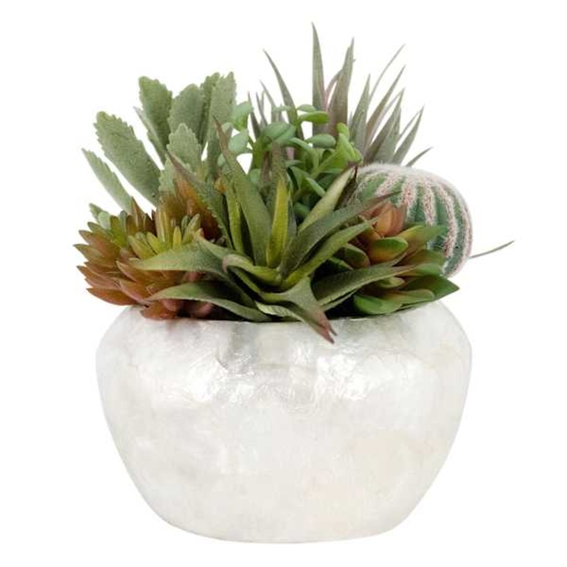Succulent in Pearlescent Pot, 9″