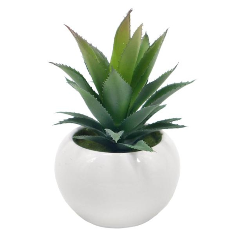 Succulent in White Ceramic Pot, 6″