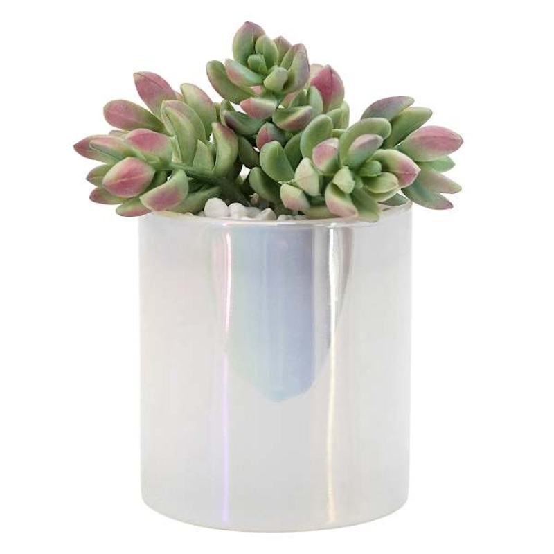 Succulents in Iridescent White Glass Vase, 5.5″