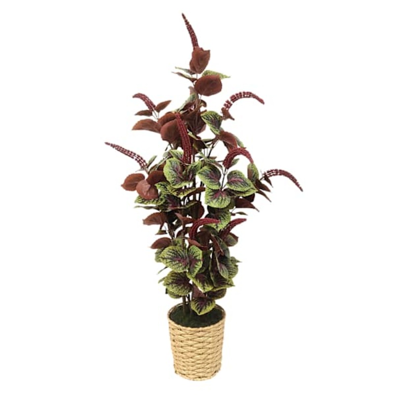 Coleus Plant with Woven Vessel, 36″