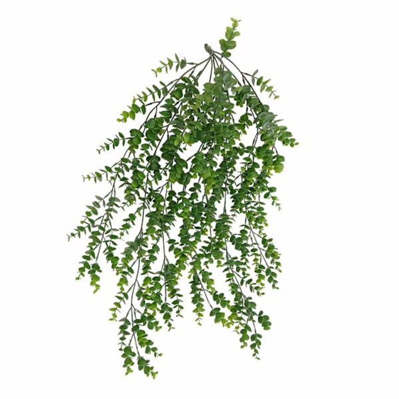 Eucalyptus Hanging Bush, 31″
