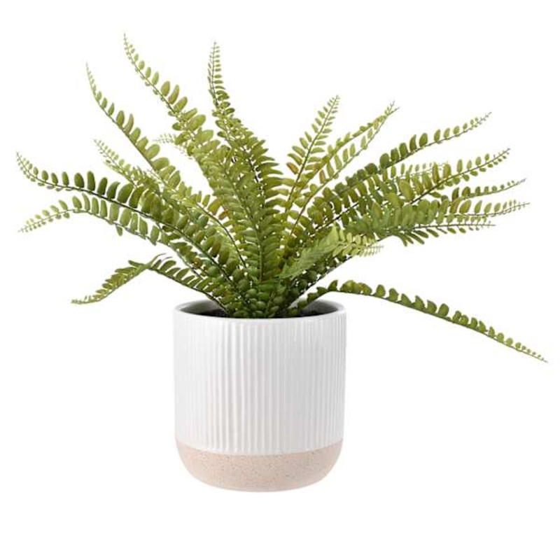 Fern Arrangement in White Ceramic Pot, 18″