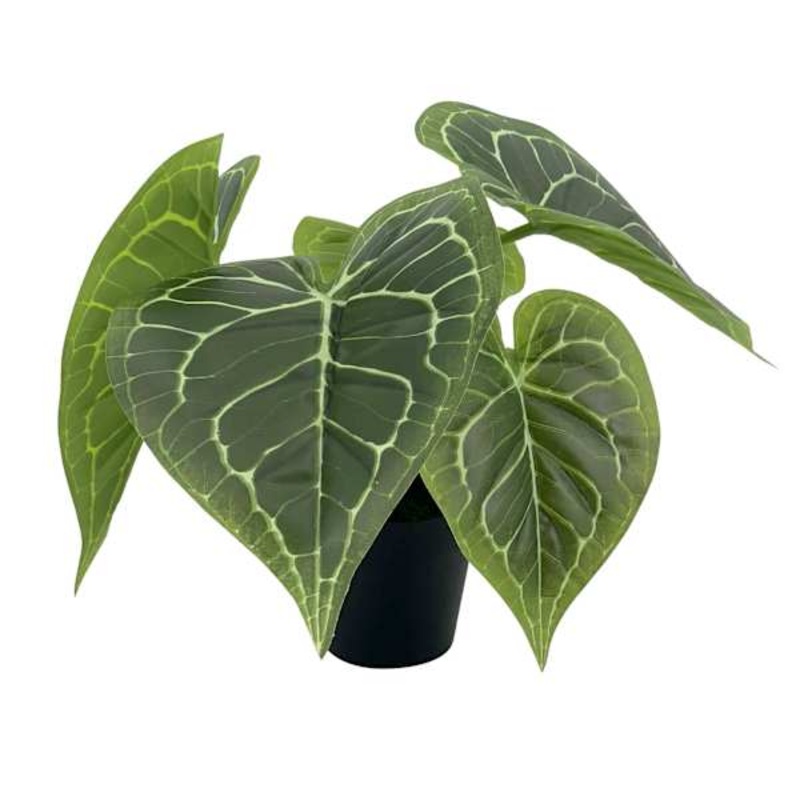 Outdoor-Rated Alocasia Arrangement, 12″