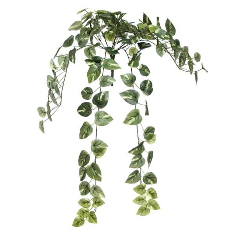 Pothos Hanging Bush, 31″