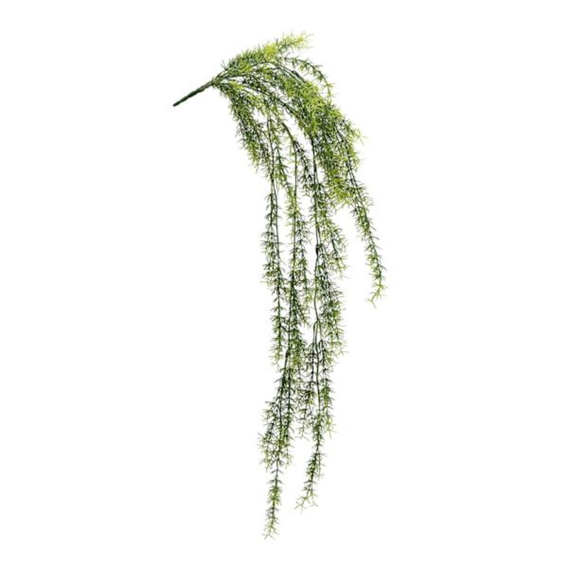 Sprengeri Hanging Bush, 39″