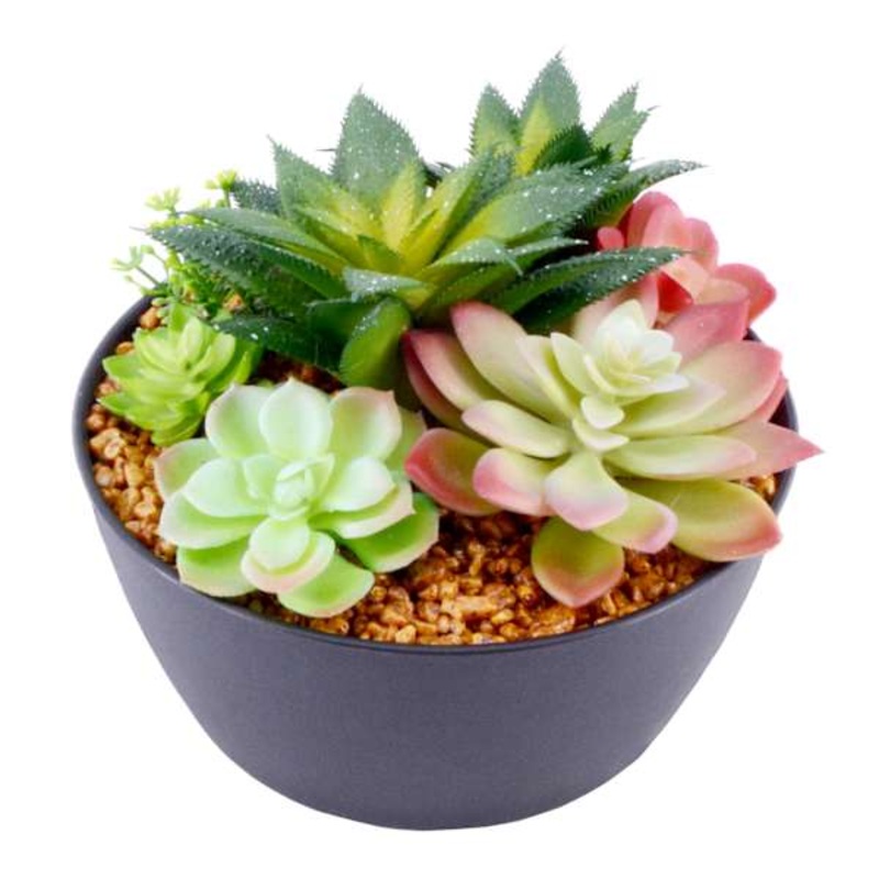 Succulent Assortment with Black Planter, 6″