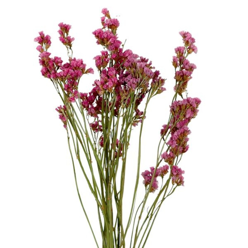 Willow Crossley Pink Statice Stem