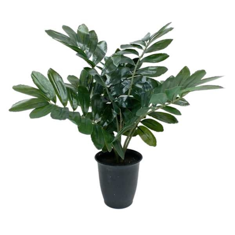 Zamia in Black Pot, 14″