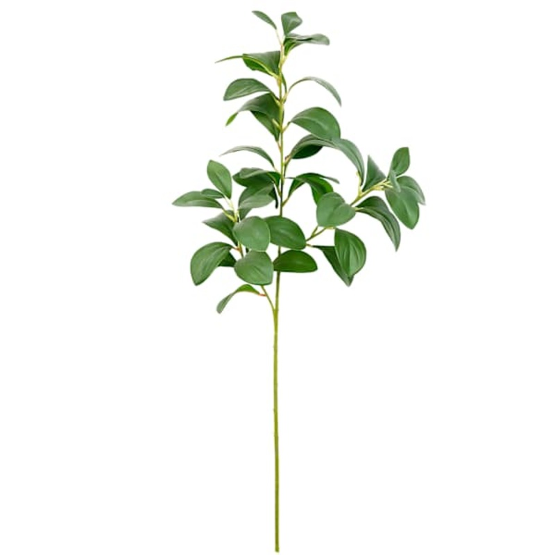 Aglaia Odorata Leaves Stem, 30.5″
