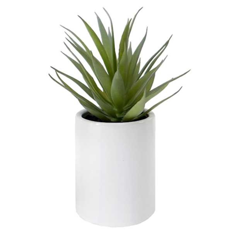 Aloe Vera Succulent In White Ceramic Pot, 9″
