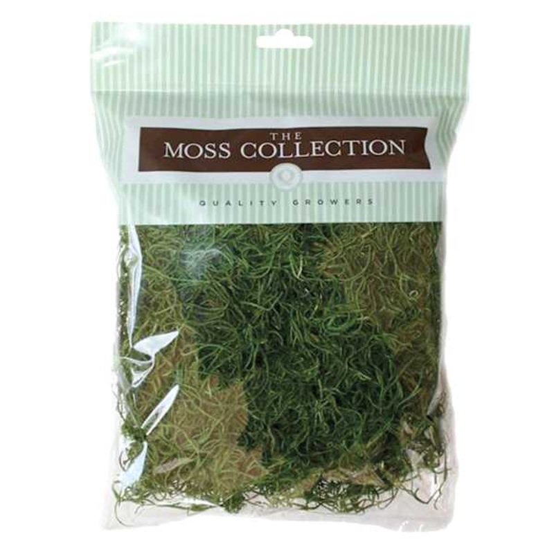 Apple Green Spanish Moss, Small