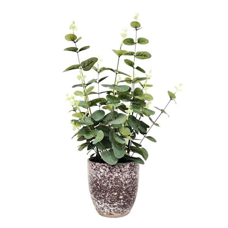 Eucalyptus Plant with Ceramic Planter, 21″
