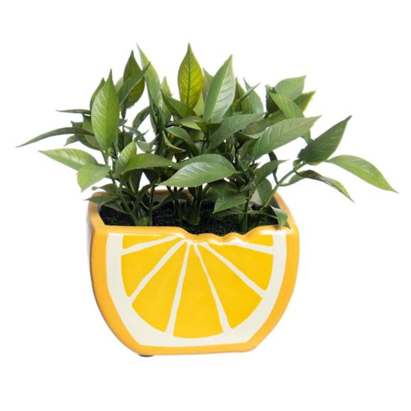 Grass in Orange Ceramic Pot, 6″