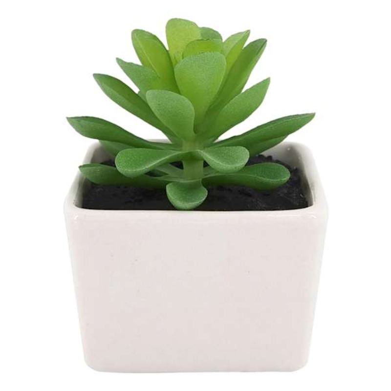 Green Succulent with White Ceramic Planter, 3″