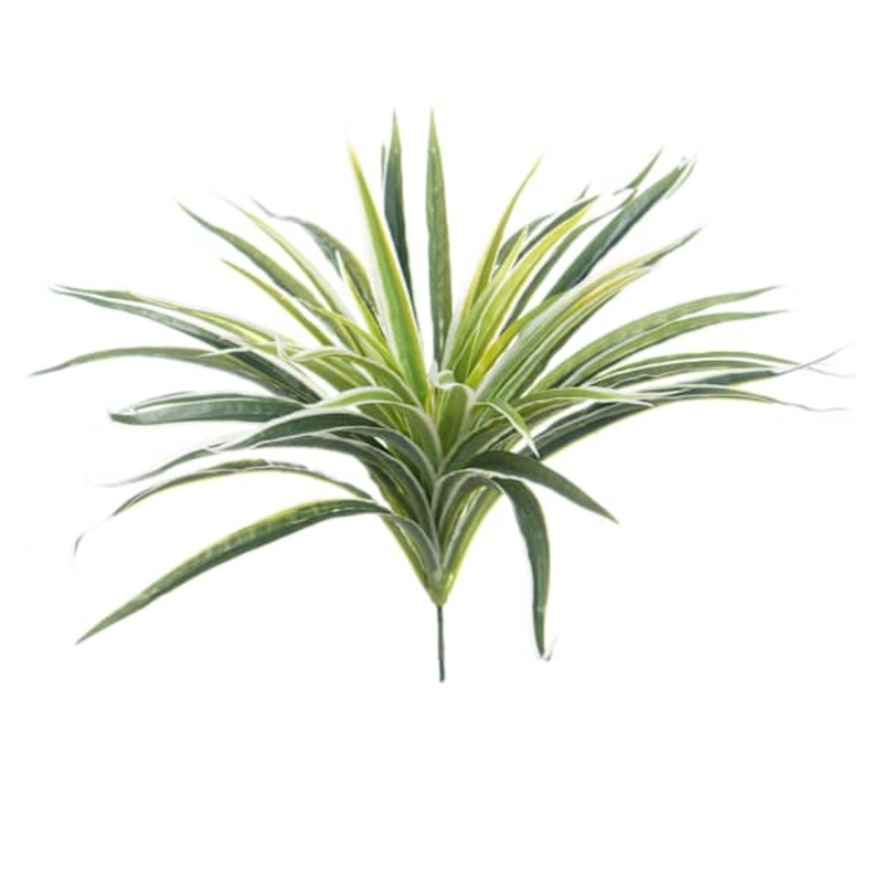 Indoor & Outdoor Spider Bush, 19″