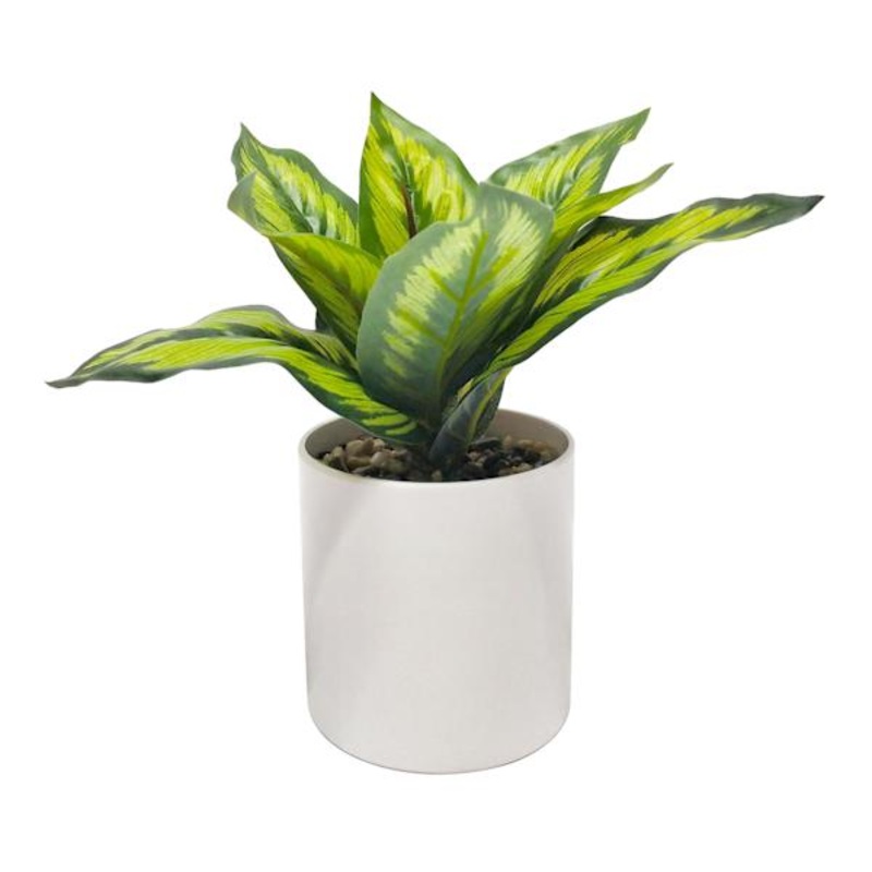 Ivy Plant with White Planter, 7.5″