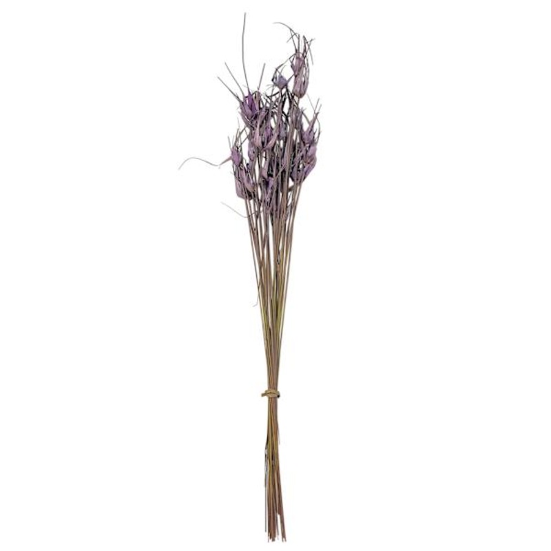 Lavender Star Grass Bundle, 30″