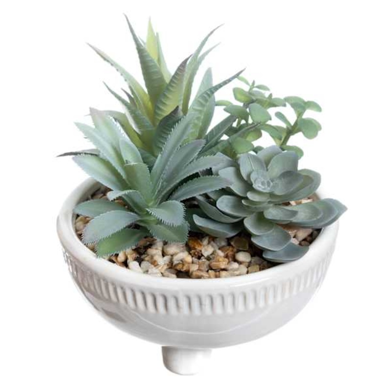 Mixed Succulent in Pot, 7″