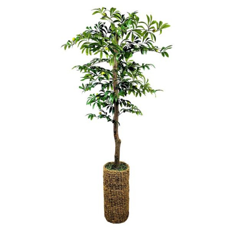 Olive Tree in Cylinder Basket, 5.5′