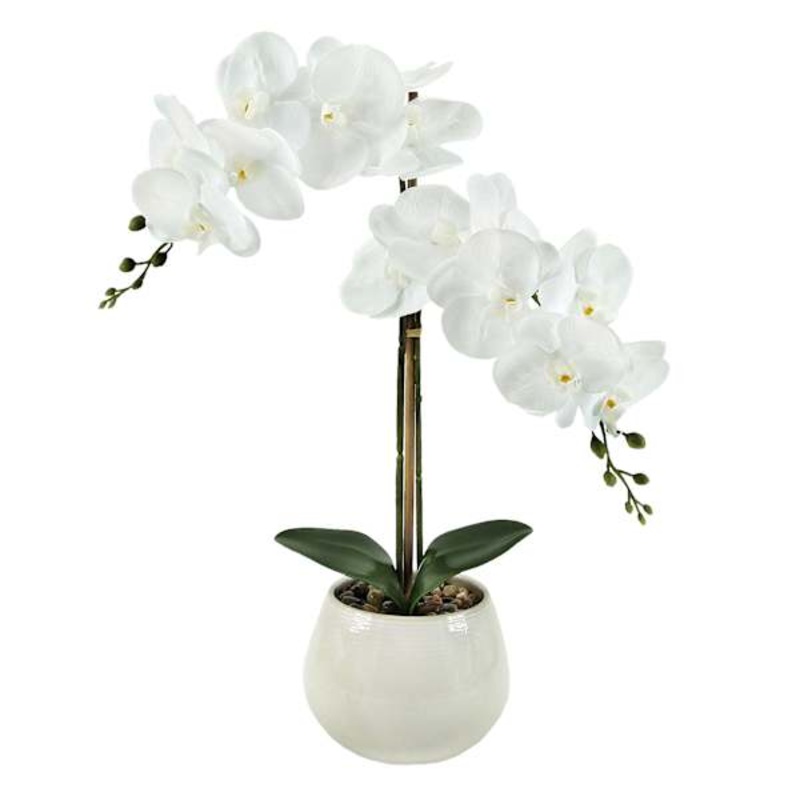 Orchid in White Pot, 20″